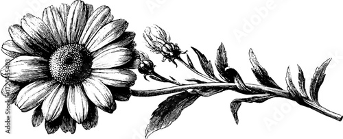 Vintage hand-drawn illustration of chamomile flower with stem for botanical design