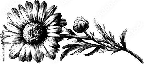 Vintage chamomile flower sketch with stem and leaves for retro design