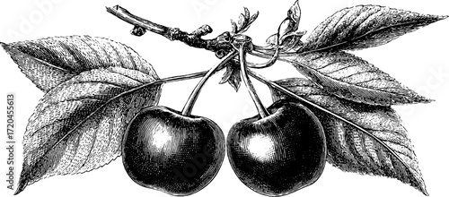 Wallpaper Mural Vintage cherry pair with stem and leaves in hand drawn engraving style for retro design Torontodigital.ca