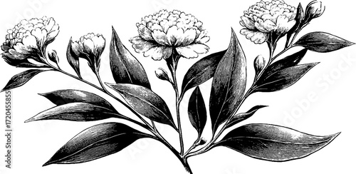 Vintage hand drawn illustration of cloves dried buds with leaves and flowers for retro design projects