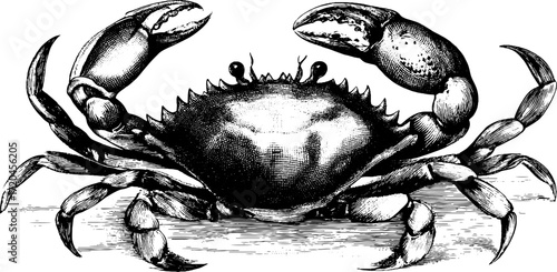 Vintage crab illustration with spread legs and claws for nautical design