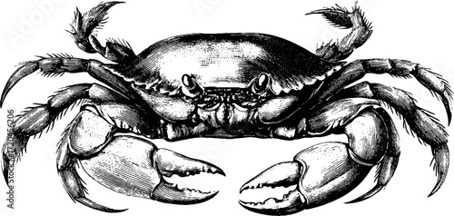 Detailed vintage illustration of crab with spread legs and claws in hand-drawn style