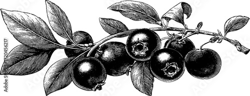 Vintage cranberry illustration for botanical art design, posters, and labels