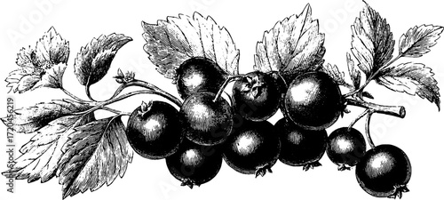 Vintage sketch of cranberries with leaves for retro design
