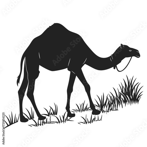 Camel grazing on sparse grass silhouette