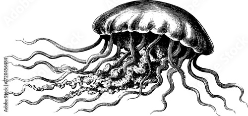 Vintage hand drawn illustration of dome shaped jellyfish with tentacles for nautical design