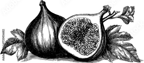 Detailed hand drawn fig fruit illustration with exposed interior for retro design