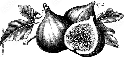Vintage hand-drawn fig fruit illustration featuring exposed interior for botanical design