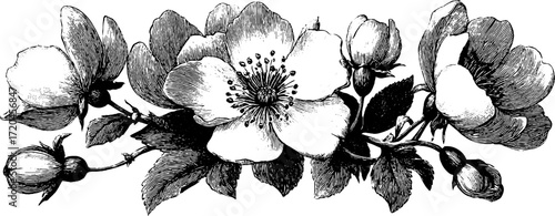 Vintage floral ornament design hand drawn for retro decor