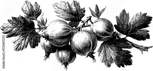 Detailed vintage illustration of gooseberry branch with spiny skin for botanical design