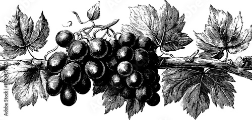 Vintage grapevine branch with grapes design for wine label and decoration