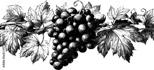 Vintage grapevine sketch with curling leaves for retro design and decoration