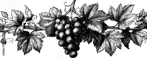 Vintage grapevine illustration with curling leaves for design and decoration