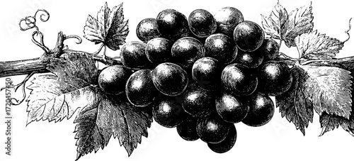 Vintage grapevine illustration with curling leaves for design and decoration