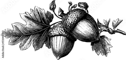 Vintage botanical sketch of hazelnut with husk for retro design and decor