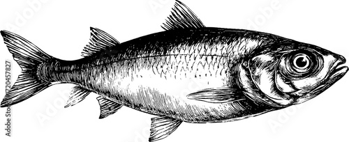 Vintage illustration of herring fish with elongated body for design and decoration