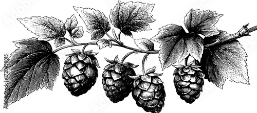 Vintage hand drawn illustration of hop branch with cones and leaves for botanical design