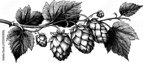 Vintage hop branch illustration with cones and leaves for retro craft beer design