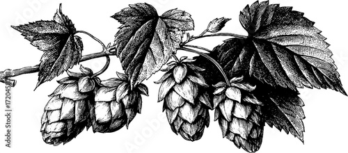 Vintage illustration of hop cone and leaves for brewing and botanical design