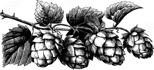 Vintage hand drawn illustration of hop cones clustered for brewing and design