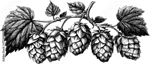 Vintage engraving illustration of hop cones cluster for brewing design