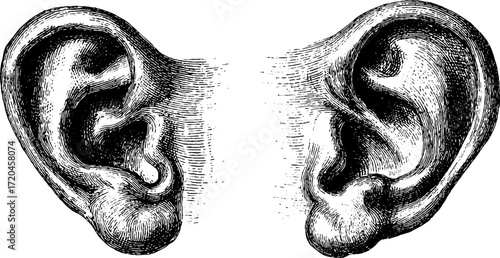 Vintage engraving of human ear outer shape for design and education