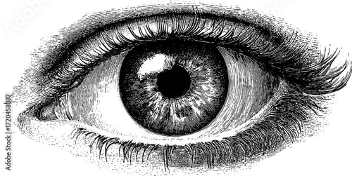 Detailed hand drawn vintage illustration of human eye with focus on iris and lashes