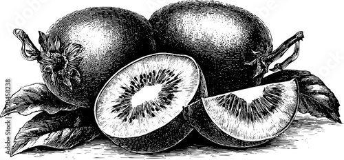 Vintage kiwi fruit engraving - detailed hand drawn etching for retro design and decor