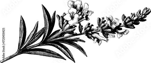Vintage lavender flower stalk sketch for design and decor