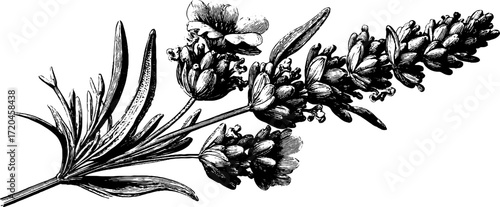 Vintage lavender flower stalk with blossoms for botanical design and decor