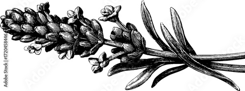 Elegant lavender flower stalk with blossoms for botanical design and decor