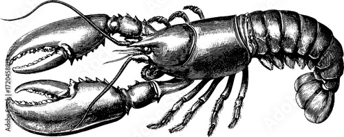 Vintage lobster illustration with detailed claws for retro design and decor