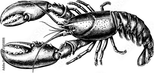 Vintage lobster illustration with detailed claws - perfect for nautical decoration or seafood menu design