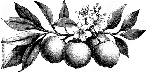 Vintage sketch of lychee fruit with leaves and flowers for design and decor