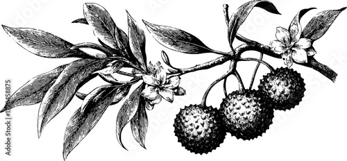 Vintage lychee fruit with textured skin on branch - retro botanical sketch for design