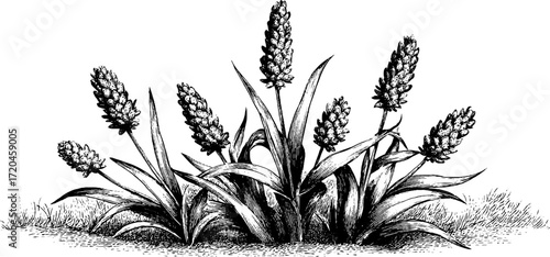 Vintage illustration of meadow grass cluster - retro hand drawn engraving for nature design