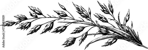 Vintage hand drawn meadow grass cluster silhouette for nature design