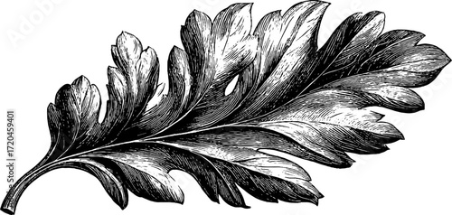 Detailed oak leaf veins - vintage botanical design for natural decor