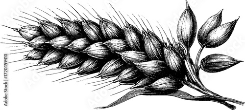 Vintage hand drawn illustration of oat stalk with grains for nature design