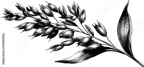 Vintage hand drawn illustration of oat stalk with grains for retro label design