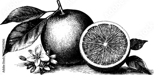 Vintage orange illustration with half and segments, design for print and posters