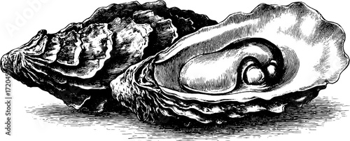 Vintage hand drawn oyster with open shell and visible interior