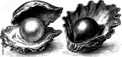 Vintage hand drawn illustration of smooth pearls in shells for retro design and decoration