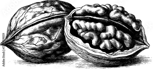 Vintage pecan nut illustration featuring hand drawn engraved style for retro design