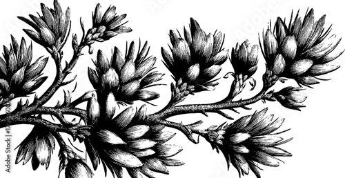 Vintage pine branch with needles silhouette for botanical design