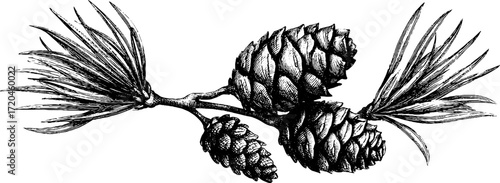 Pine branch with needles and cones engraving for nature design