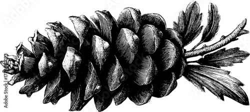 Vintage pine cone sketch with detailed scales for nature designs