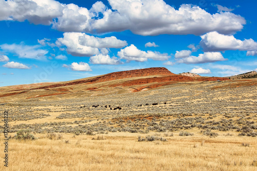 American Bison Herd on the Bison Pasture in Hot Springs State Park in Thermopolis Wyoming.