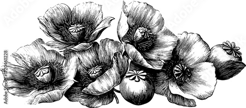Hand drawn vintage engraving of blossoming poppy flowers with seeds silhouette for botanical design