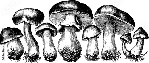 Vintage hand drawn illustration of porcini mushrooms with thick stems for design and decor